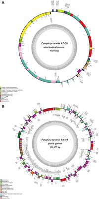 Organellar Genome Variation and Genetic Diversity of Chinese Pyropia yezoensis